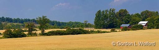 Golden Fields_05557-9.jpg - Photographed near Keene, Ontario, Canada.